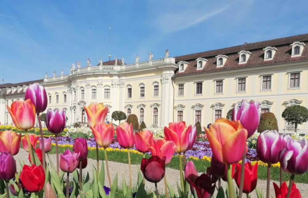 Tulpenblüte vor dem Residenzschloss Ludwigsburg