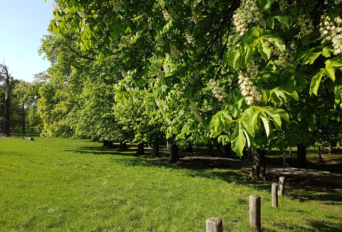 Kastanienbäume im Favoritepark