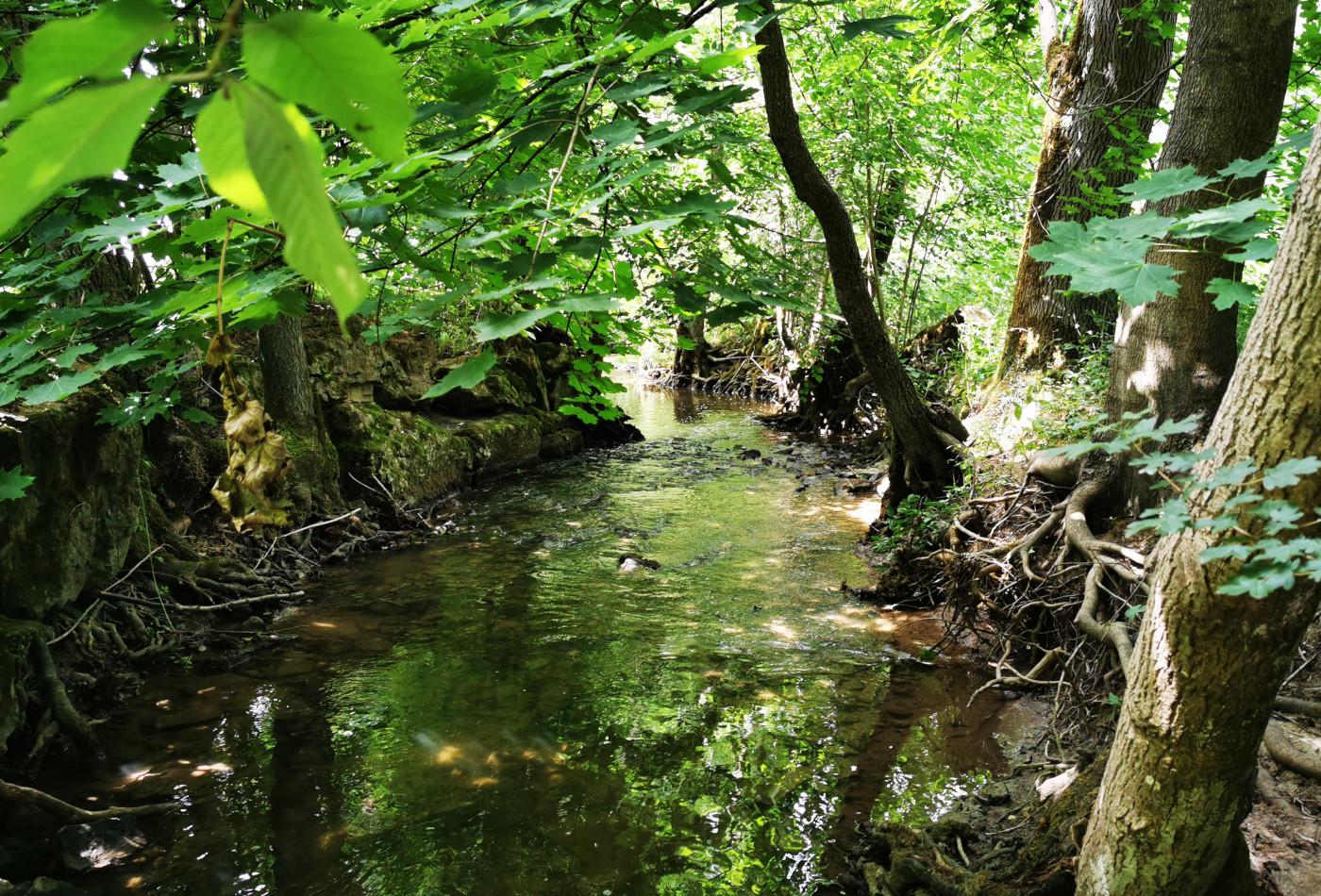 Natur am Zipfelbach