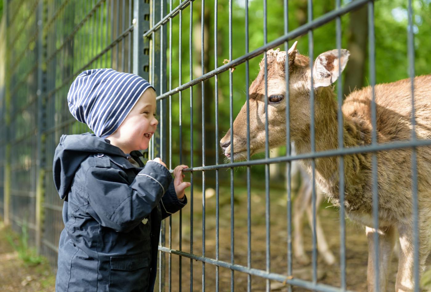 Ein kleiner Junge steht vor einem Wildgehege und lacht ein Reh an