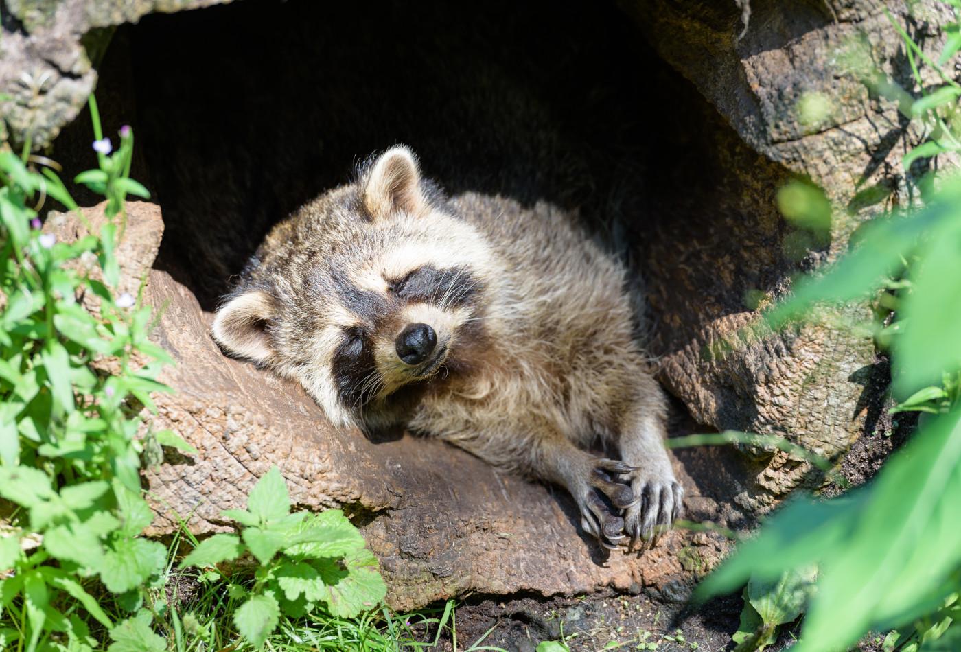 Ein Waschbär schläft in einer Baumhöhle