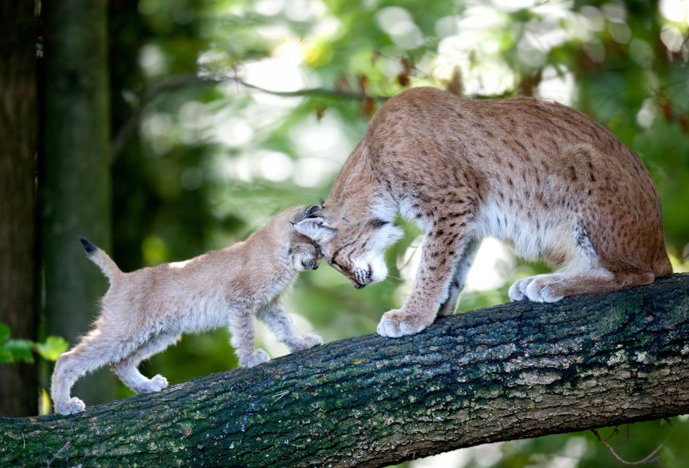 Luchs mit Jungem