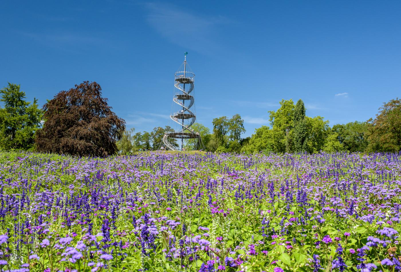 Violettes Blumenmeer mit Blick auf den Killesbergturm im Killesbergpark