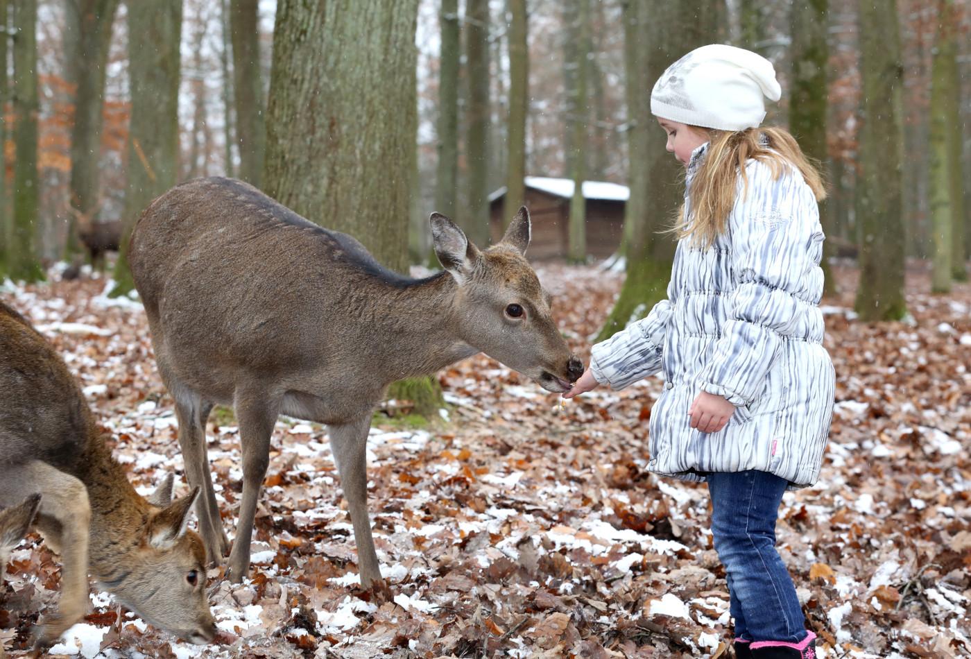 Mädchen füttert ein Wildtier im Wildparadies Tripsdrill