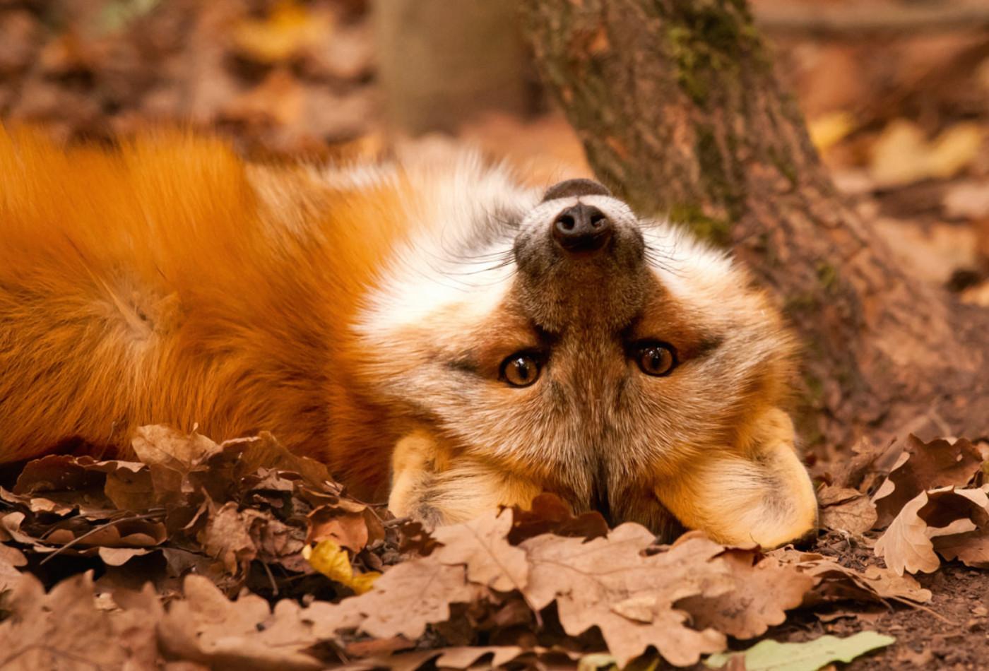 Rotfuchs wälzt sich am Boden und schaut in die Kamera