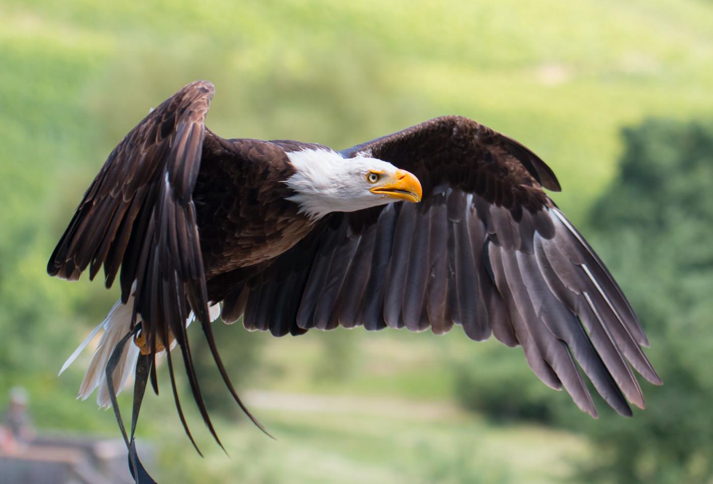 Fliegender Weißkopfseeadler