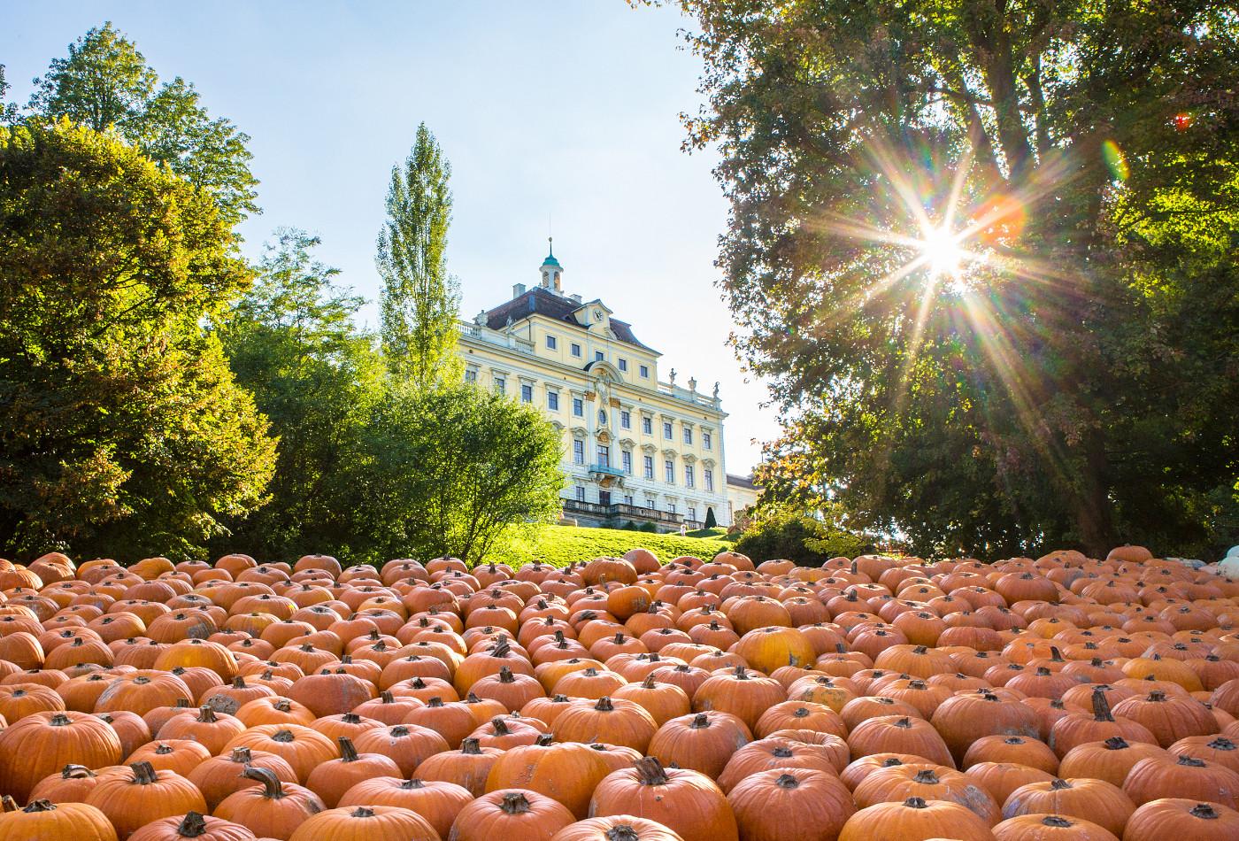 Meer aus Kürbissen mit dem Residenzschloss Ludwigsburg im Hintergrund