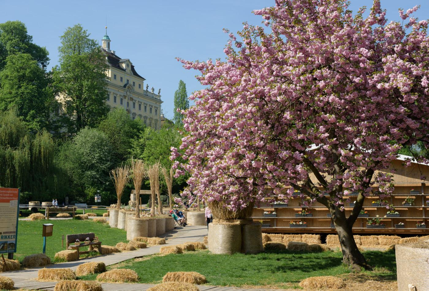 Rosa blühender Baum vor dem Residenzschloss Ludwigsburg