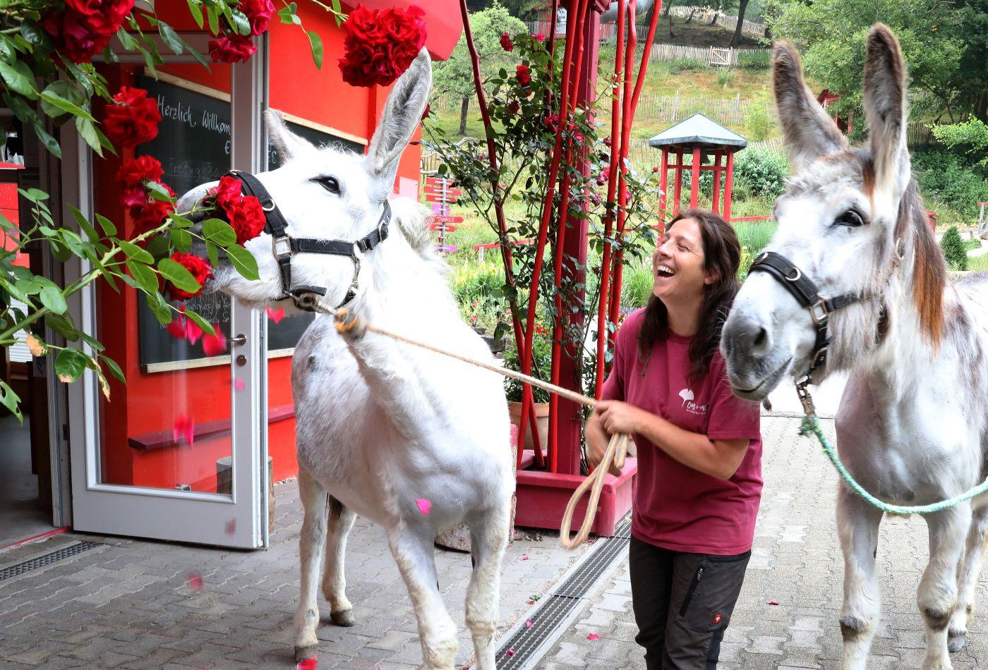 Eine lachende Frau führt zwei weiße Esel an der Leine. Einer der Esel versucht, eine Rose zu fressen, die am Bildrand wächst.