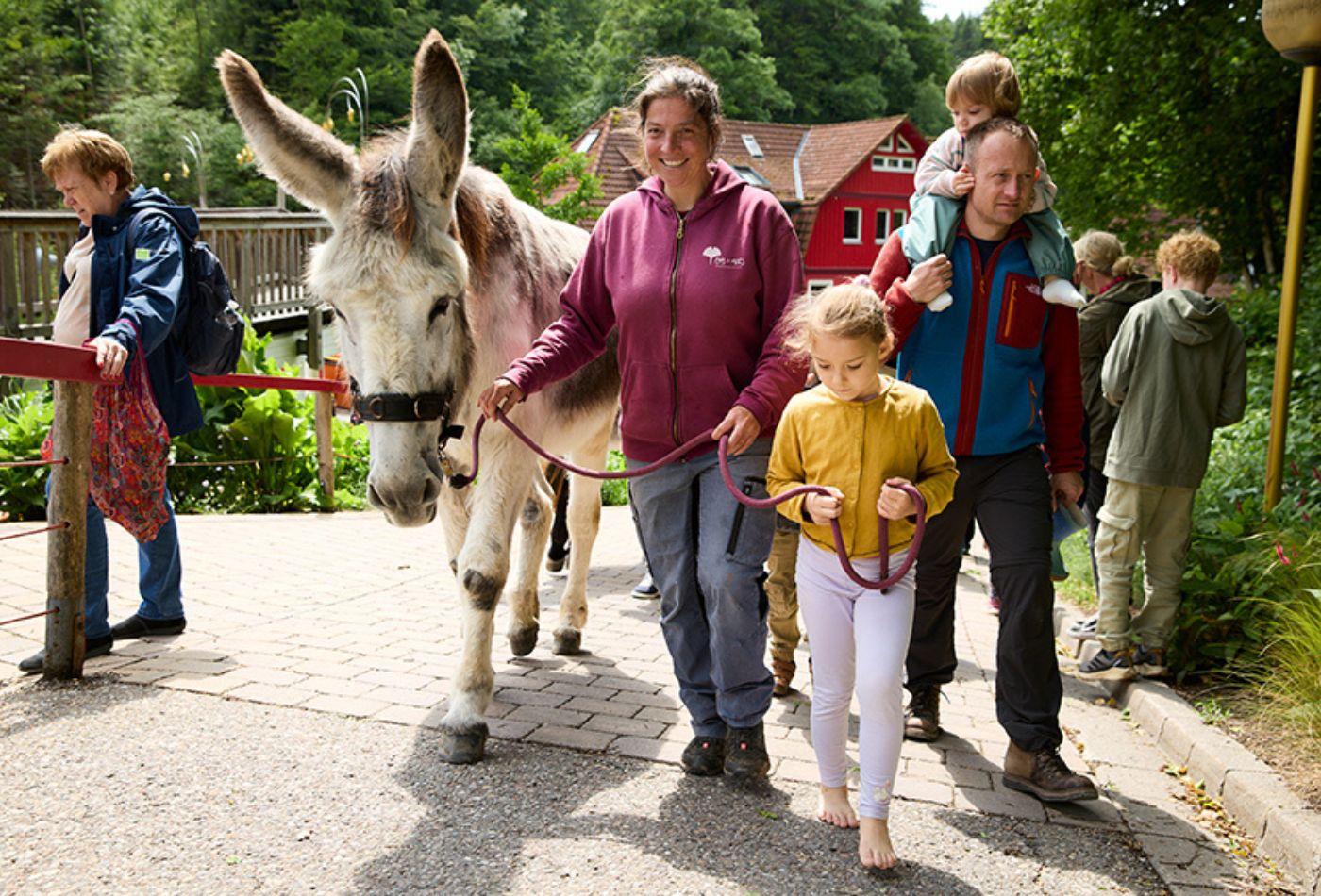Eine Familie führt einen weißen Esel an einer Leine spazieren