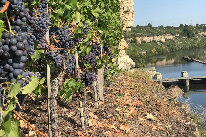 Blick auf mit Trauben behangene Weinreben und den Neckar.
