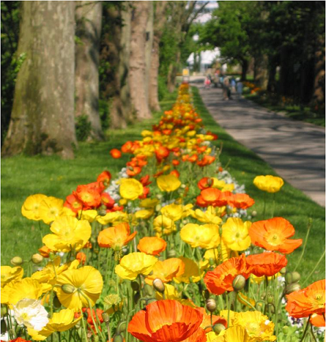 Sommer_im_Suedgarten01