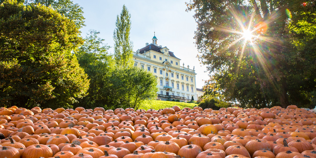 Residenzschloss Ludwigsburg vor einem Meer aus orangen Kürbissen in der Sonne