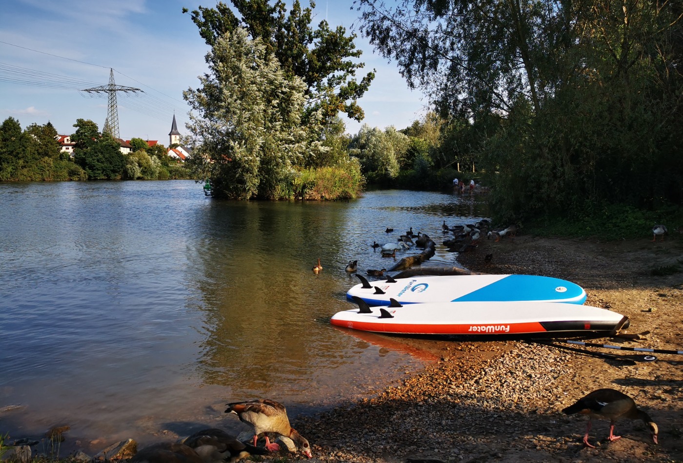 zwei SUPs liegen auf dem Kiesstrand am Neckar, im Vordergrund suchen zwei Enten Futter