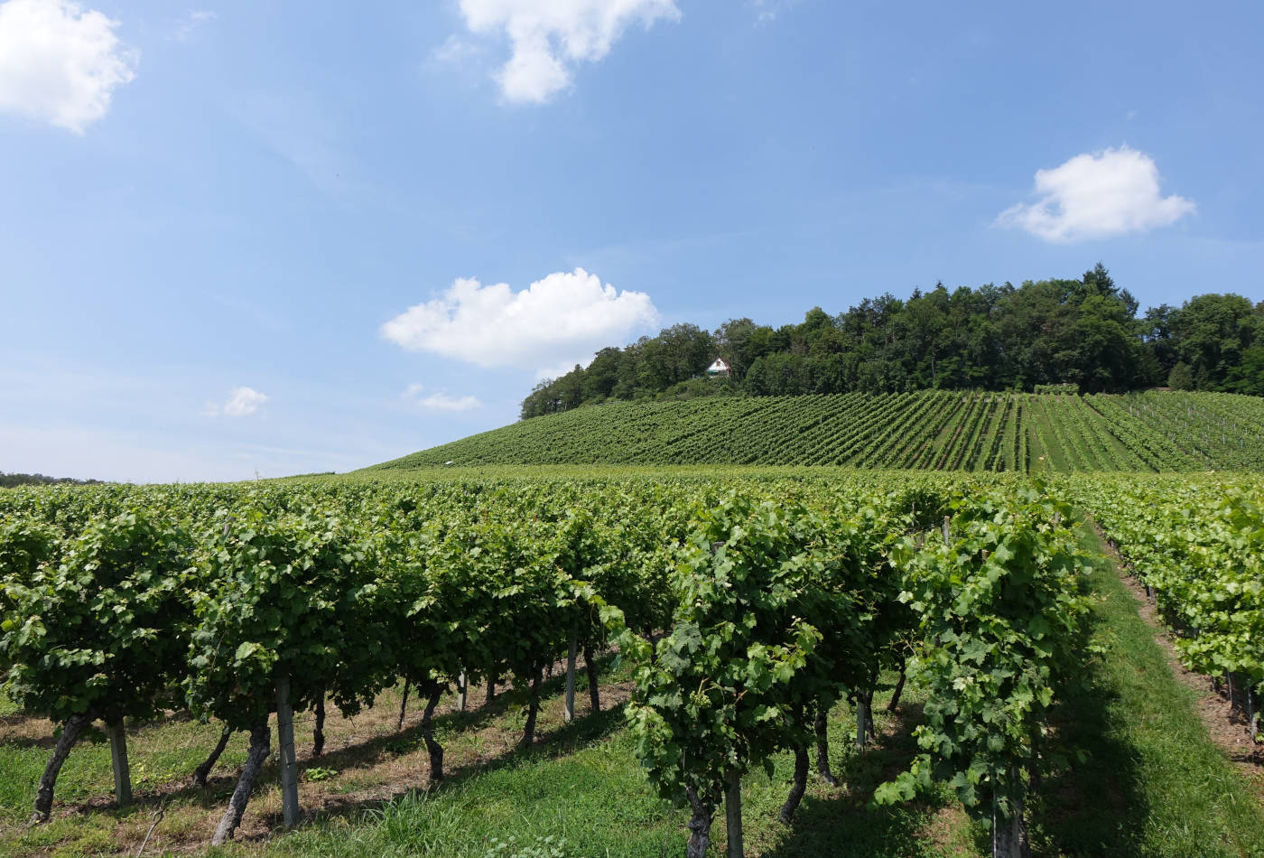 Blick auf die Weinstöcke des Lembergs im Sommer