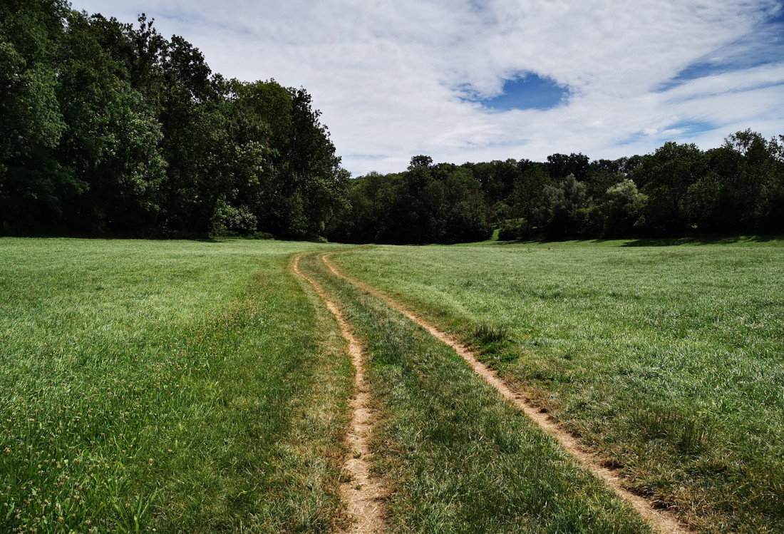 Wiese durch die ein Weg führt mit Bäumen im Hintergrund.