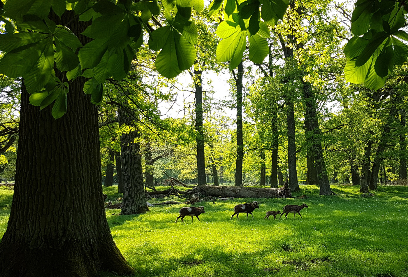 Eine Mufflon-Gruppe inmitten grüner Bäume.