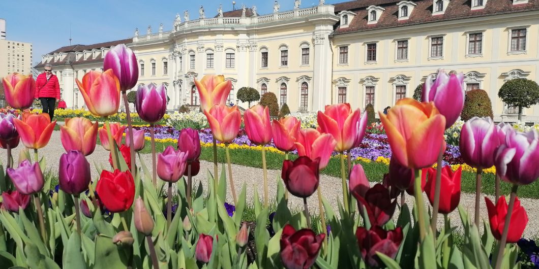 Bunte Tulpen vor der dem Residenzschloss Ludwigsburg
