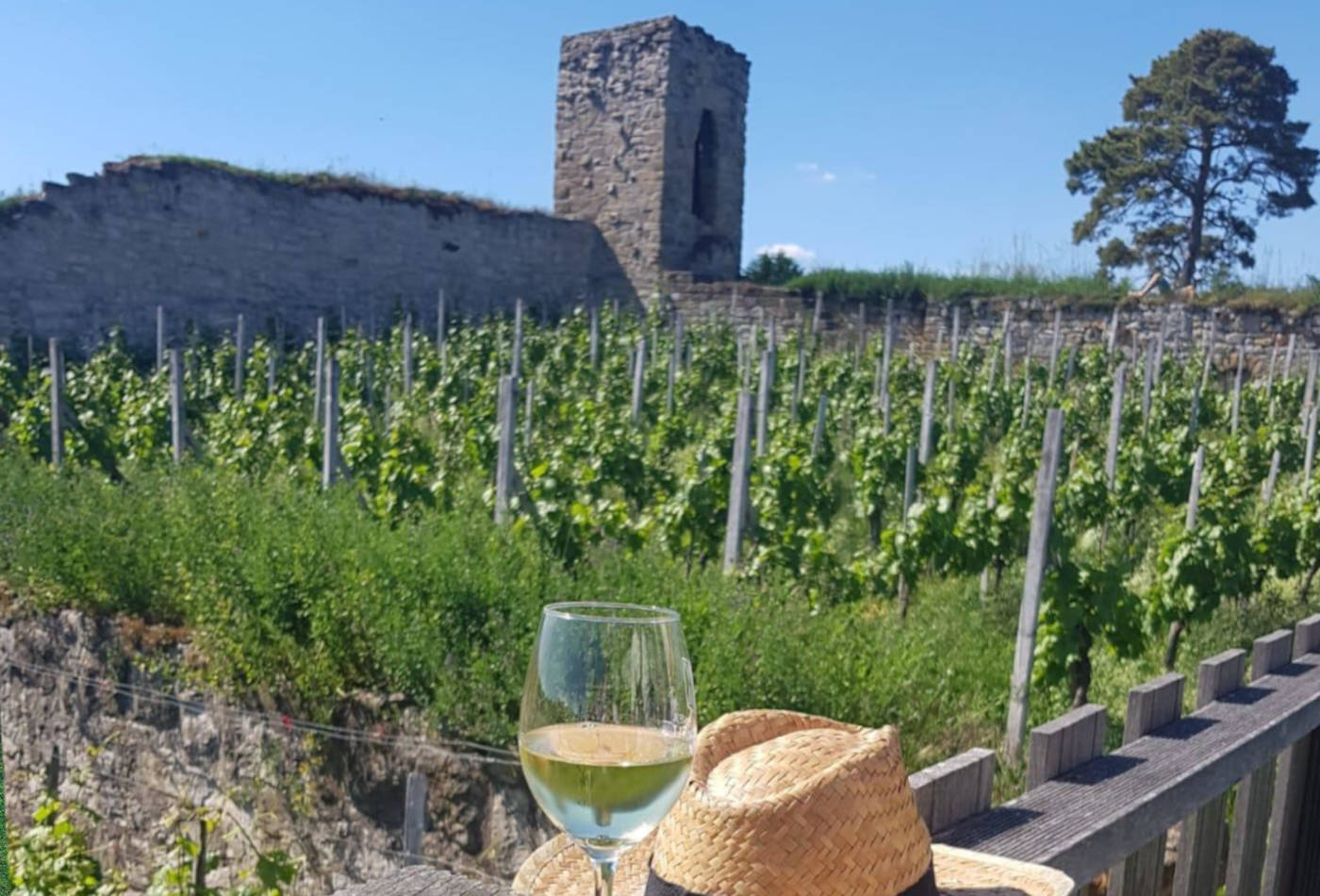 Blick auf die Weinberge und die Burgruine Hoheneck