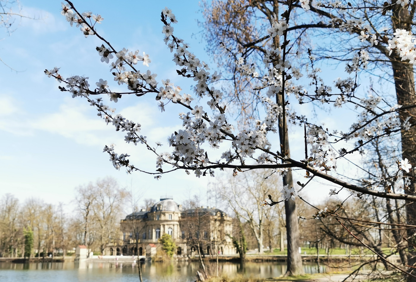 Weiße Blüten an einem Ast hängen im Vordergrund vor dem Seeschloss Monrepos.