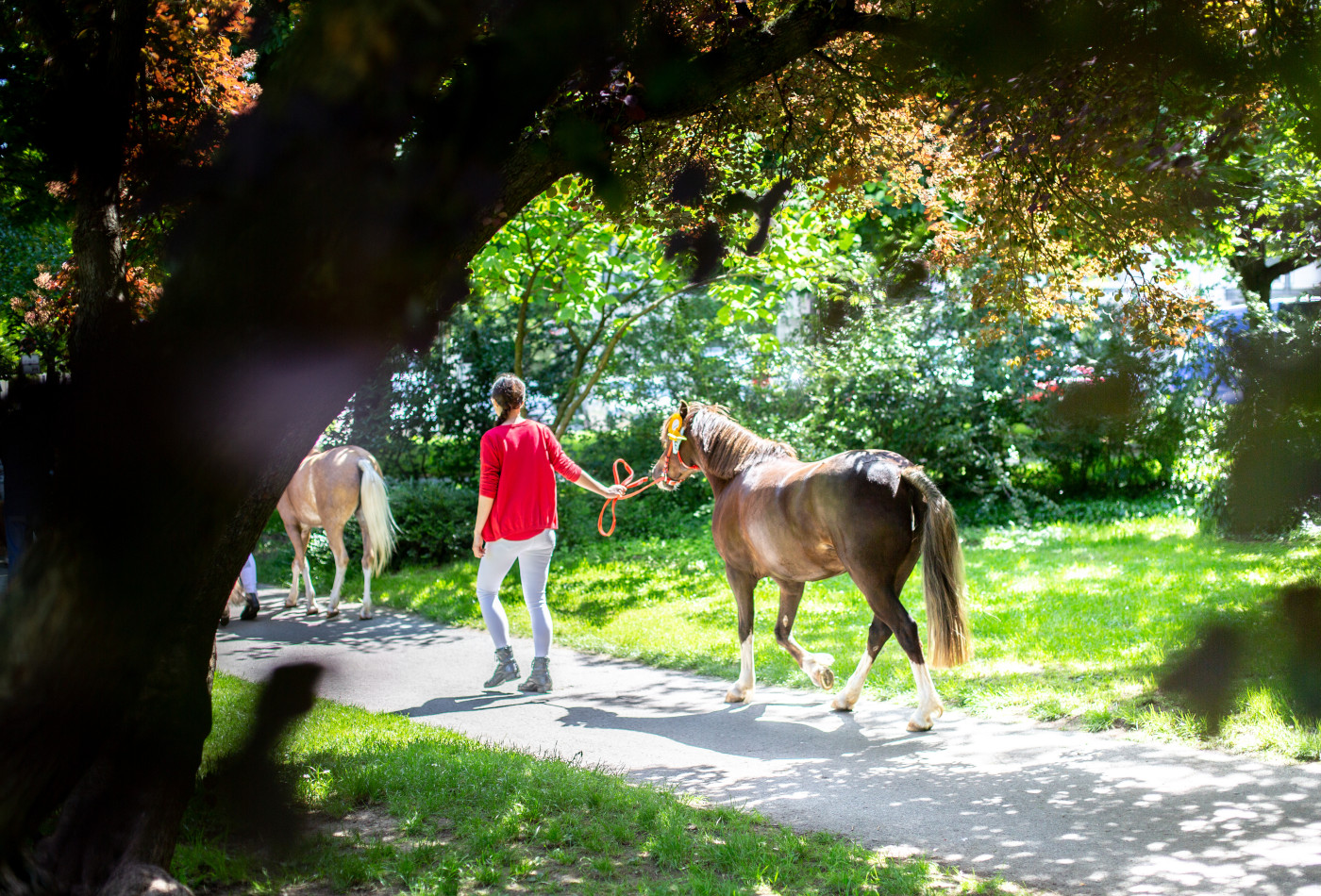 Ein Pony wird an der Leine geführt