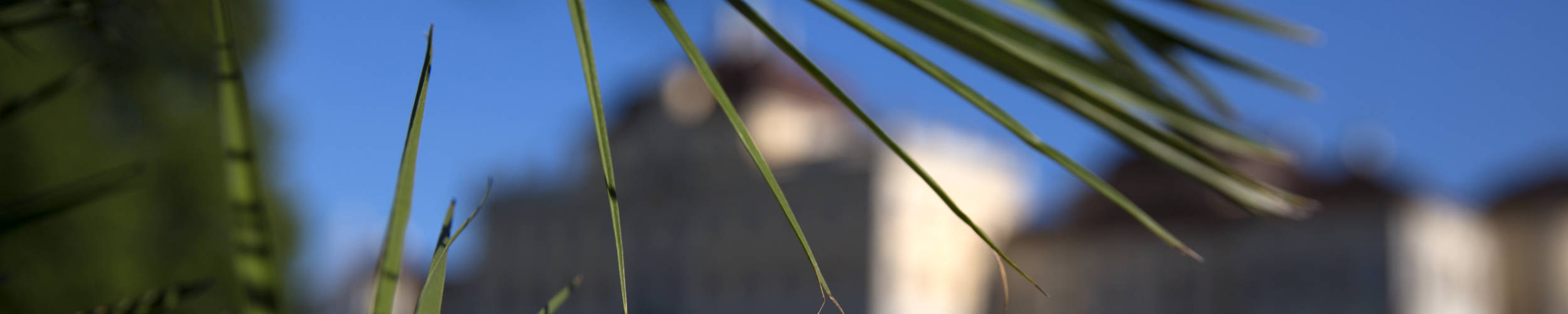 Unscharfes Bild von einem Schloss mit einzelnen Palmenblättern im Vordergrund.