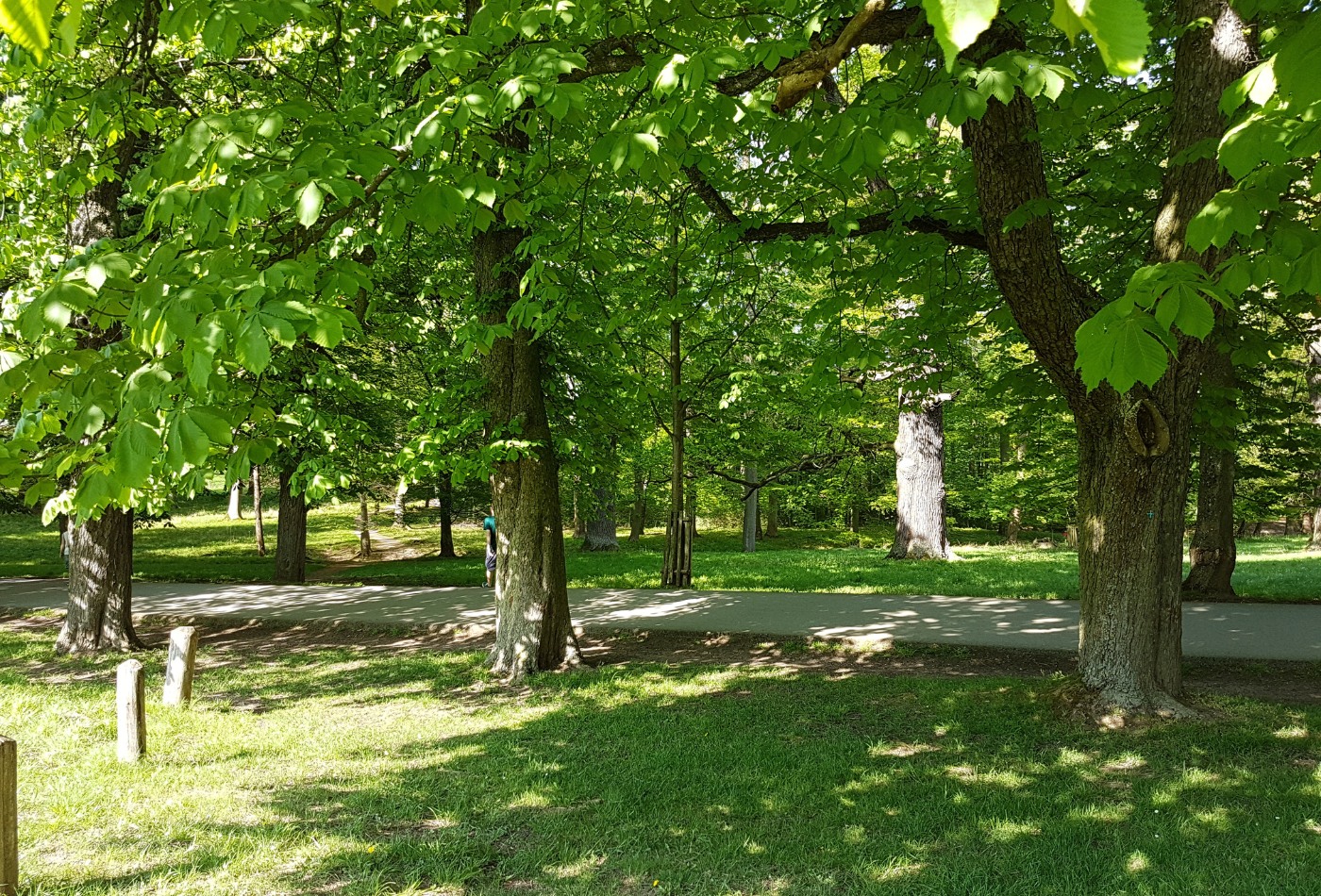 ein schattiger Weg unter Bäumen im Favoritepark