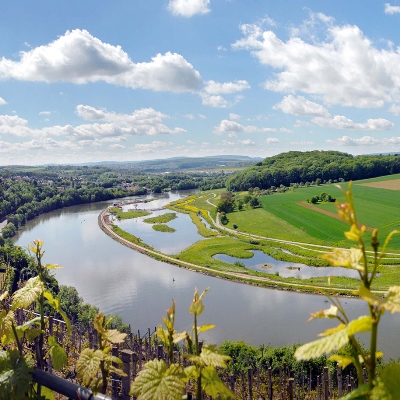 Blick auf den Neckar gesäumt von Weinbergen und Feldern