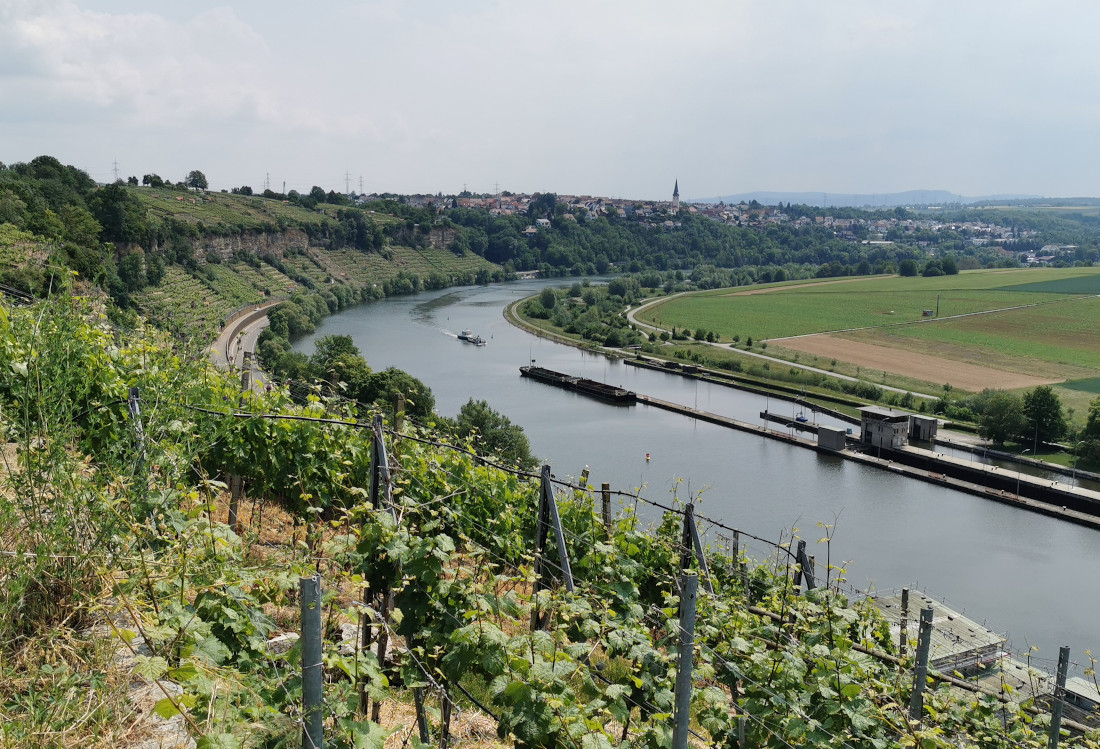 Blick auf die Steillagen, die Zugwiesen und den Neckar.