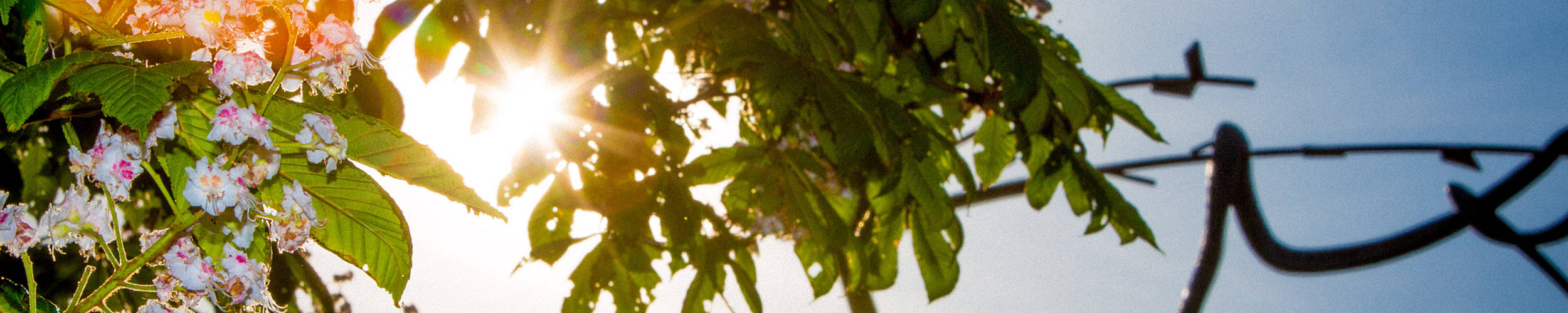 Kastanienblüte an der Schlangenkreuzung im Gegenlicht.