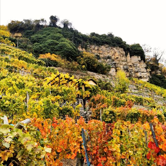 Blick auf die herbstlich verfärbten Weinreben in den Steillagen Ludwigsburg