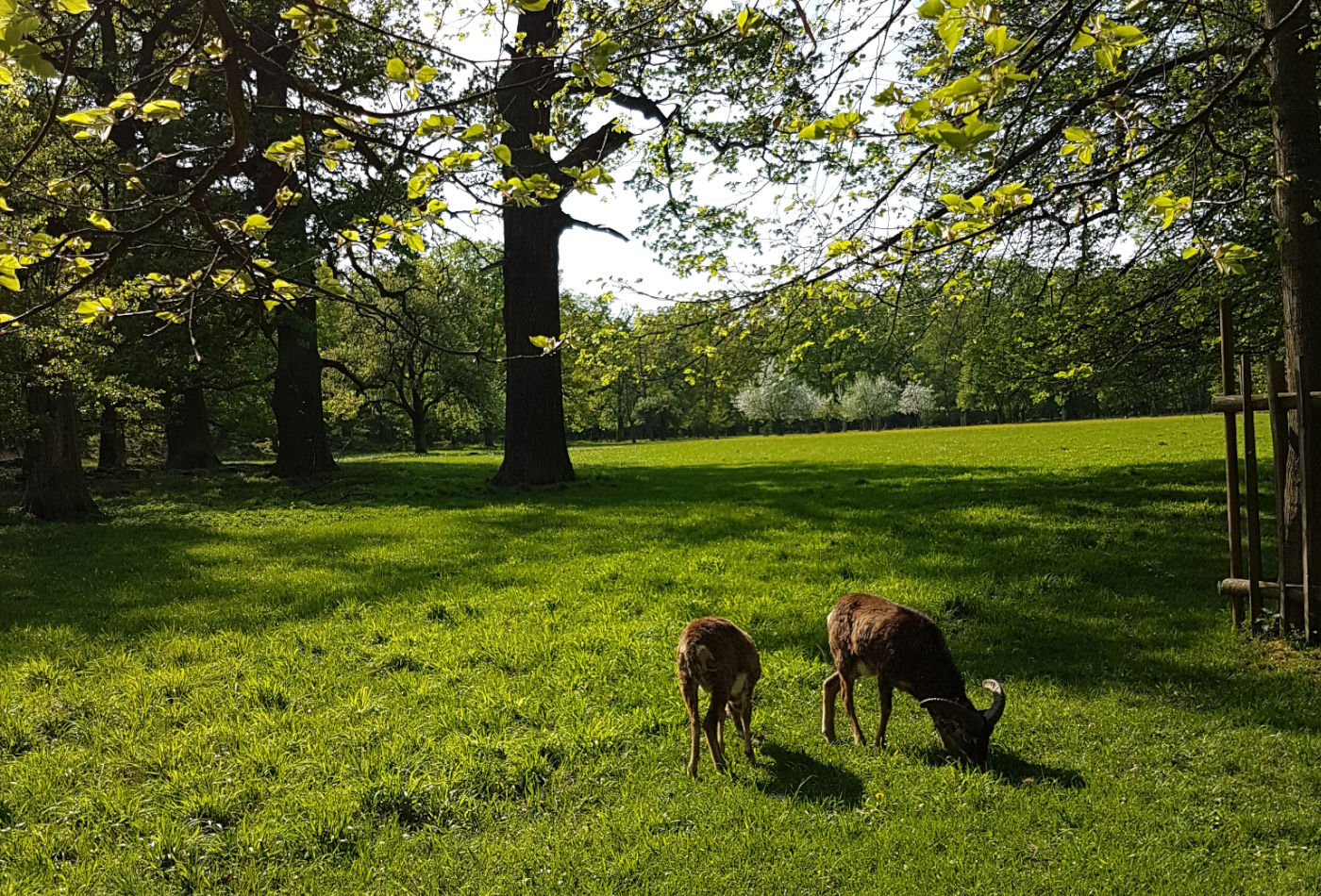 Blick auf grasende Mufflons im Wildpark Favorite