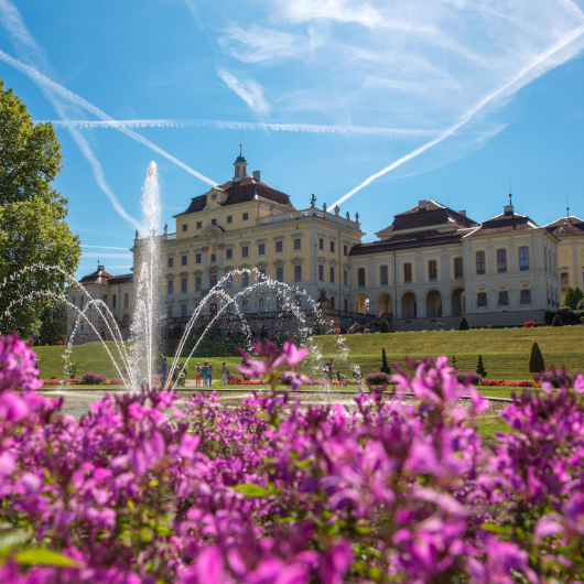 Im Vordergrund lila Blumen zu sehen, im Hintergrund ist das Residenzschloss Ludwigsburg zu erkennen.
