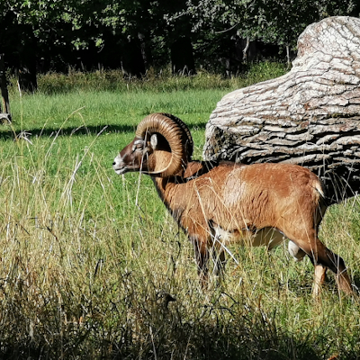 Ein Mufflon auf einer Wiese unter einem Baum.