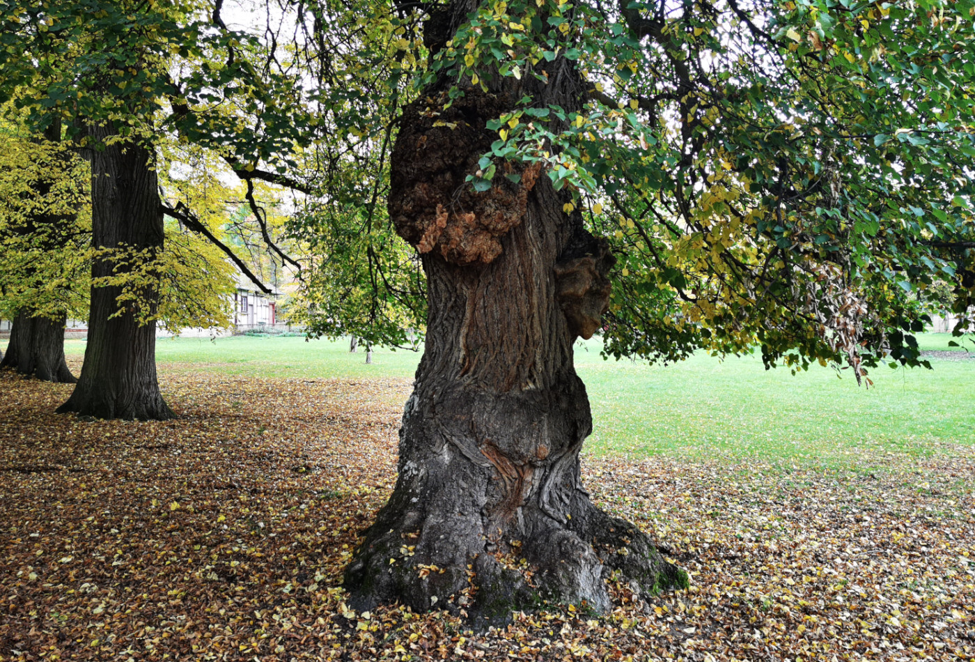 Ein alter Baum im Favoritepark.