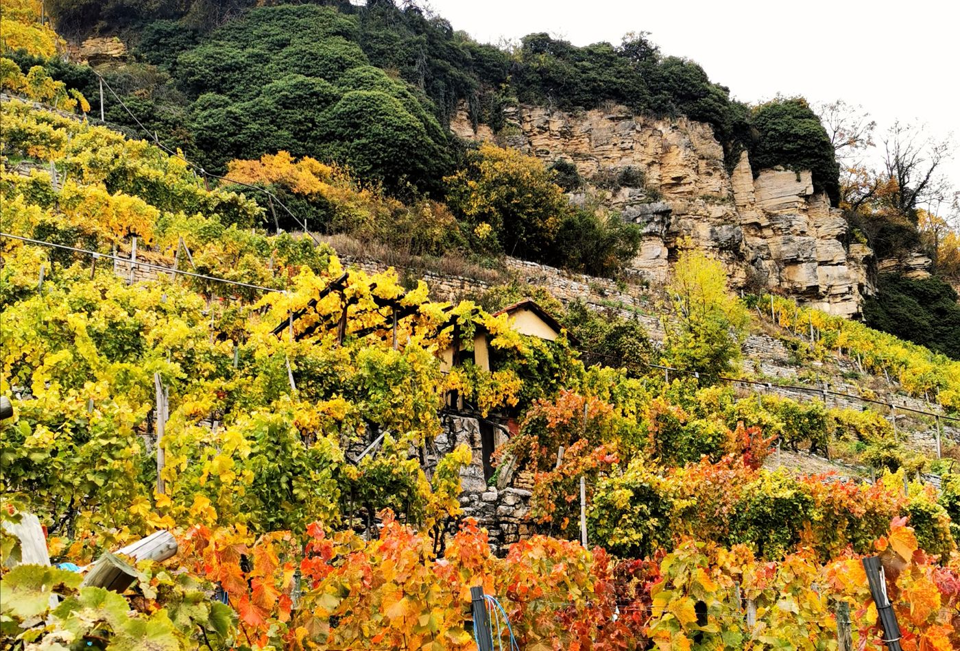 Blick auf die herbstlich verfärbten steilen Weinberge