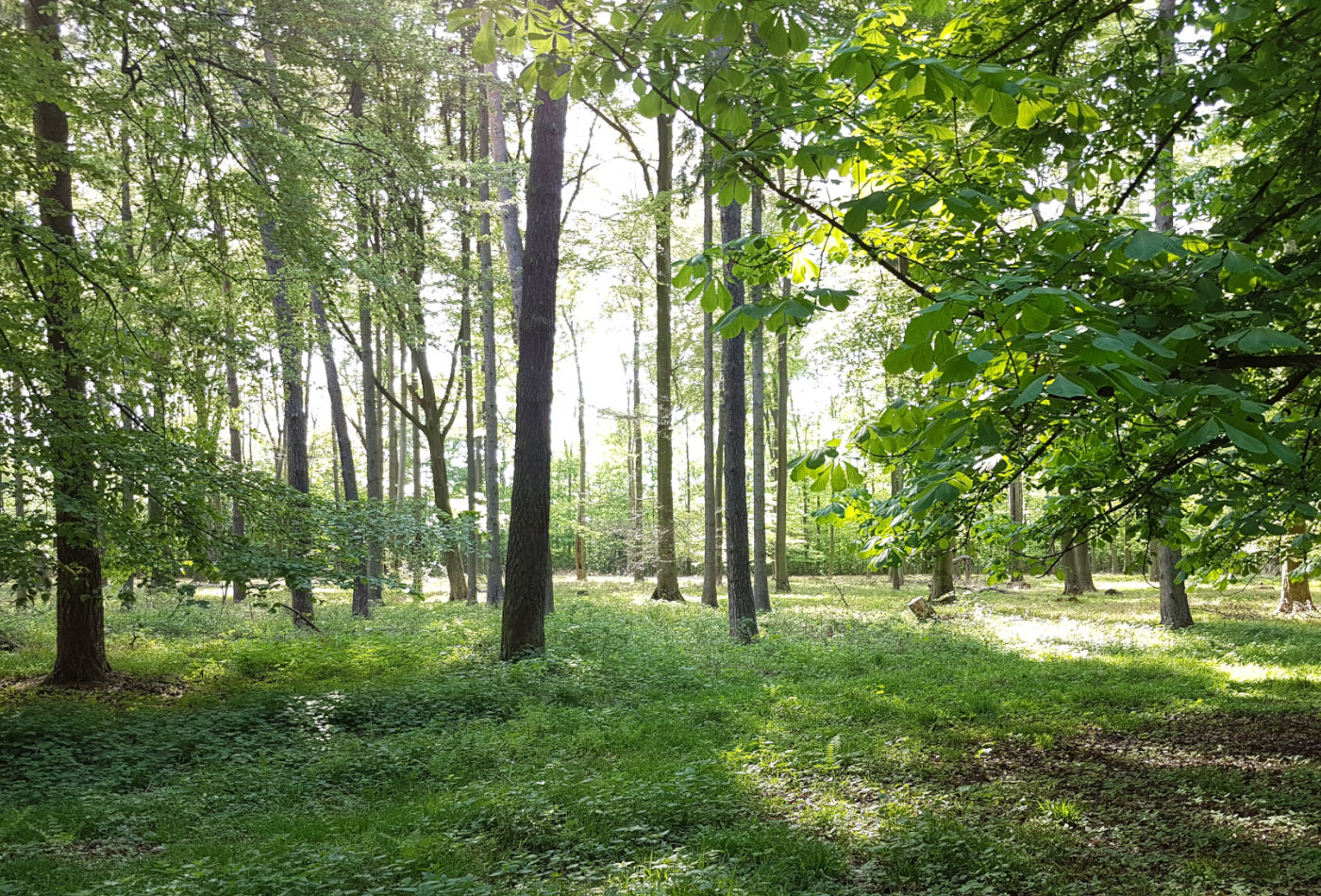 Blick auf eine sonnendurchflutete Waldlichtung 