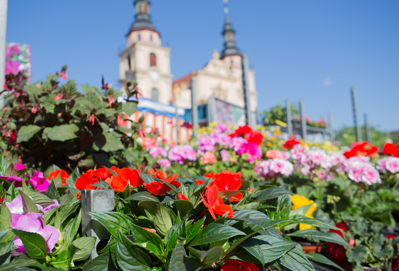 Blick auf die Stadtkirche mit Blumenstand im Vordergrund