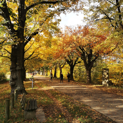 Blick auf den Planetenweg bei Herbst. Die Bäume säumen den Weg. Sie tragen gelbe und orangene Blätter