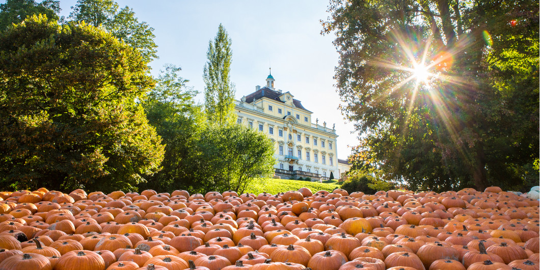 Im Vordergrund sieht man ein Meer aus Hokkaido-Kürbissen, im Hintergrund das Residenzschloss Ludwigsburg. Die Sonne scheint durch die Blätter eines grünen Baumes