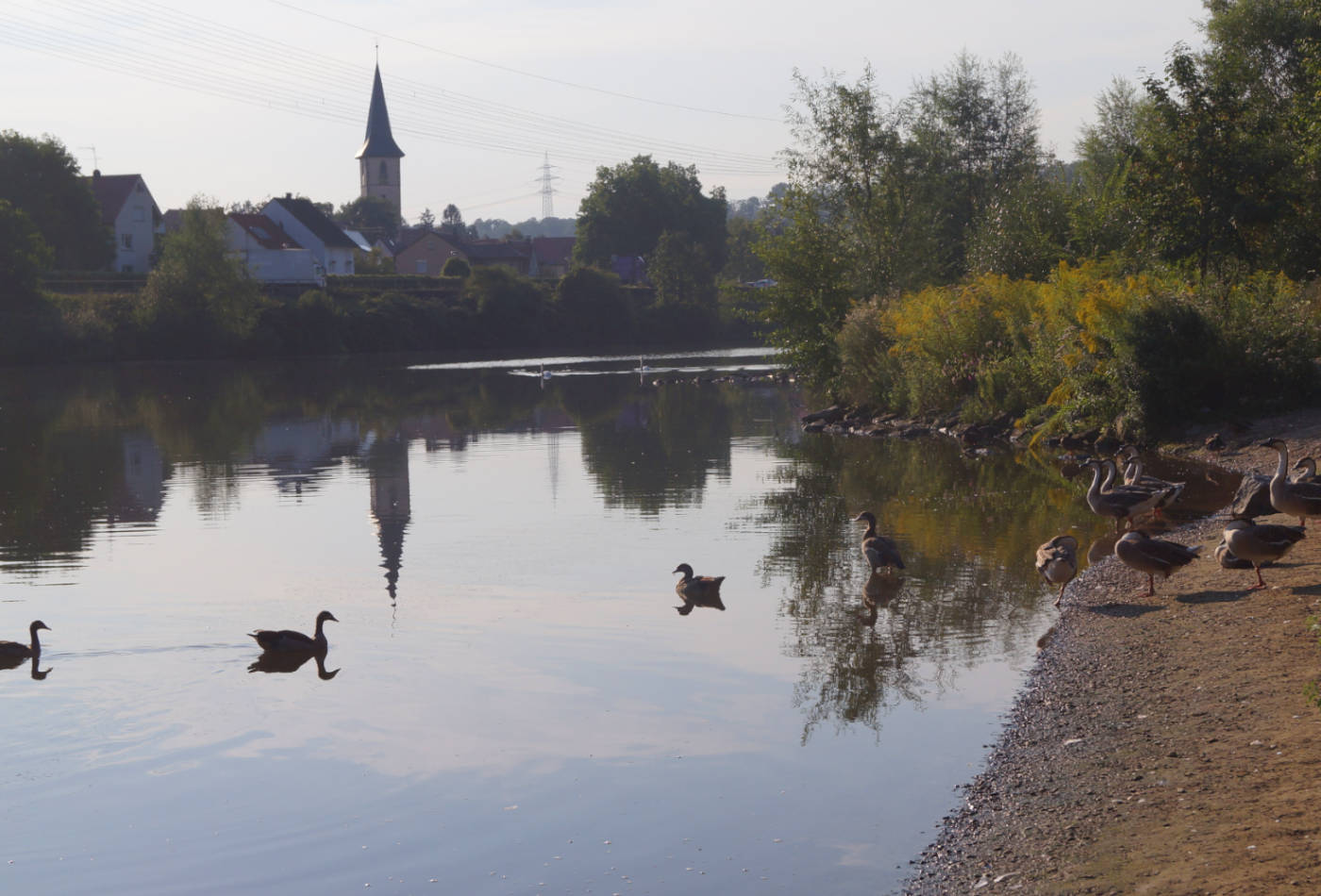 Neckarufer im Abendlicht mit Enten auf dem Wasser.