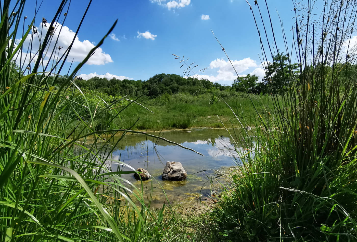 Blick auf die Natur im Naherholungsgebiet Hungerberg