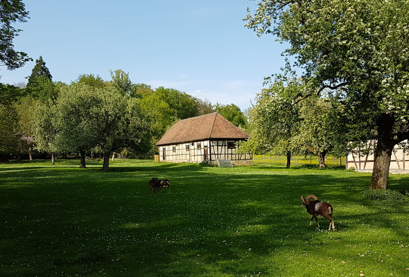 Mufflons auf einer Wiese im Favoritepark