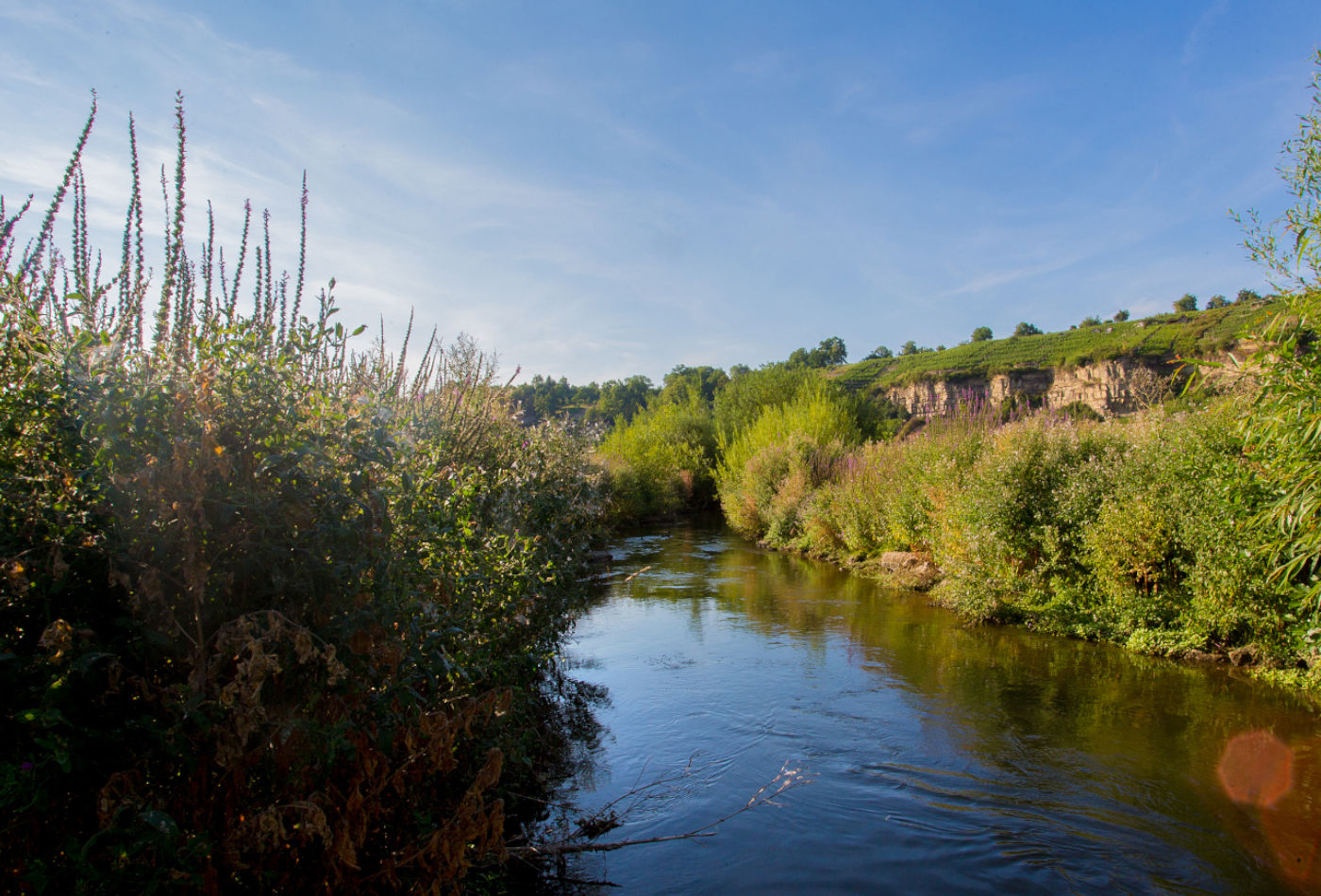 Zugwiesen mit den grünen Ufern am Fluss Neckar