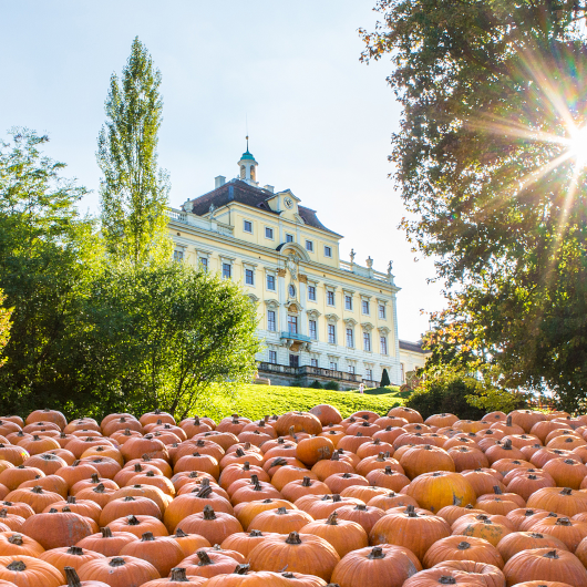 Zu sehen ist im Vordergrund eine Vielzahl an Kürbisse und im Hintergrund das Residenzschloss Ludwigsburg.