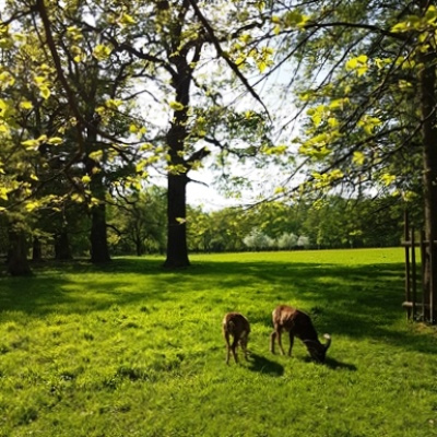 Mufflons auf der Wiese des Favoriteparks