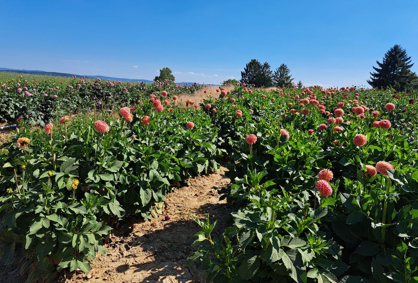 Blick auf ein Blumenfeld mit pink blühenden Blumen