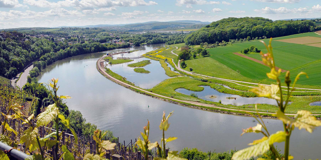Blick auf den Neckar gesäumt von Weinbergen und Feldern.