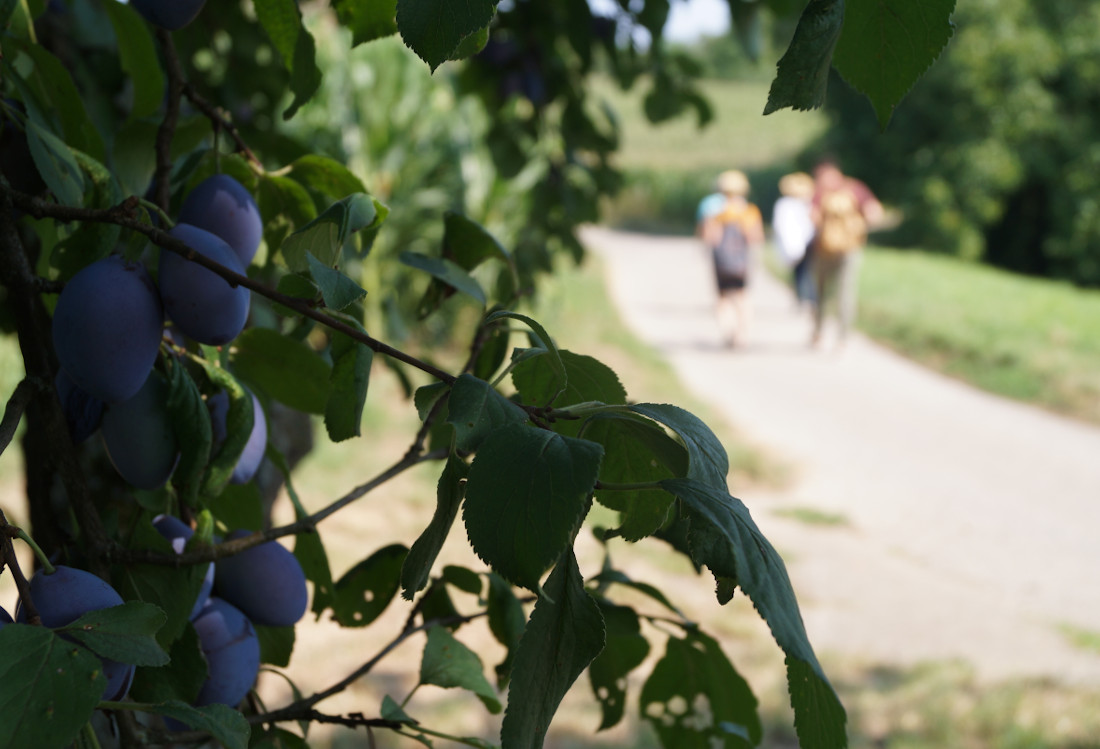 Im Vordergrund sind Trauben, im Hintergrund Wanderer zu sehen.