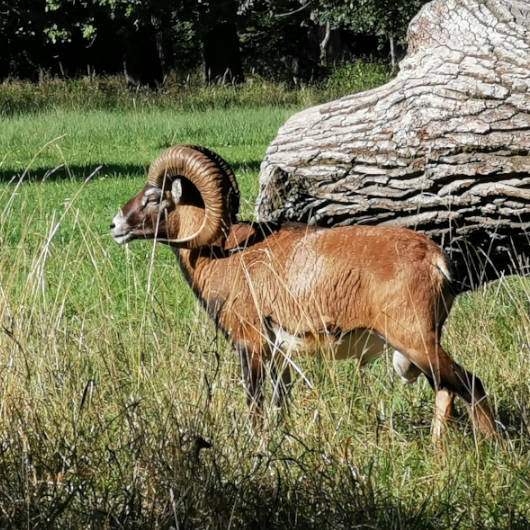 Ein Mufflon auf einer Wiese vor einem Baum.